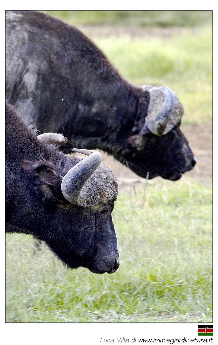 Bufalo cafro - Syncerus caffer